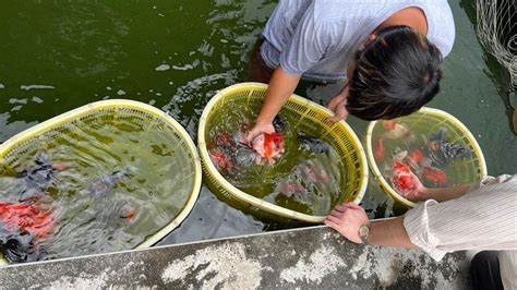 金魚養殖